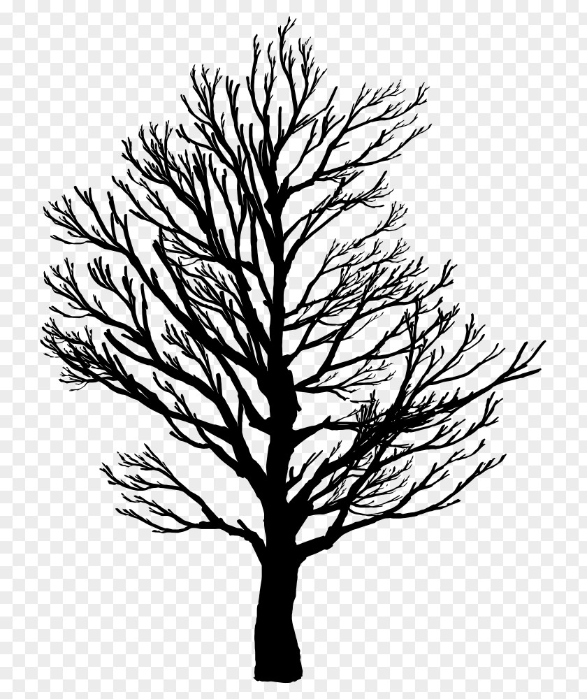 Pine Western Yellow Family Tree Silhouette PNG