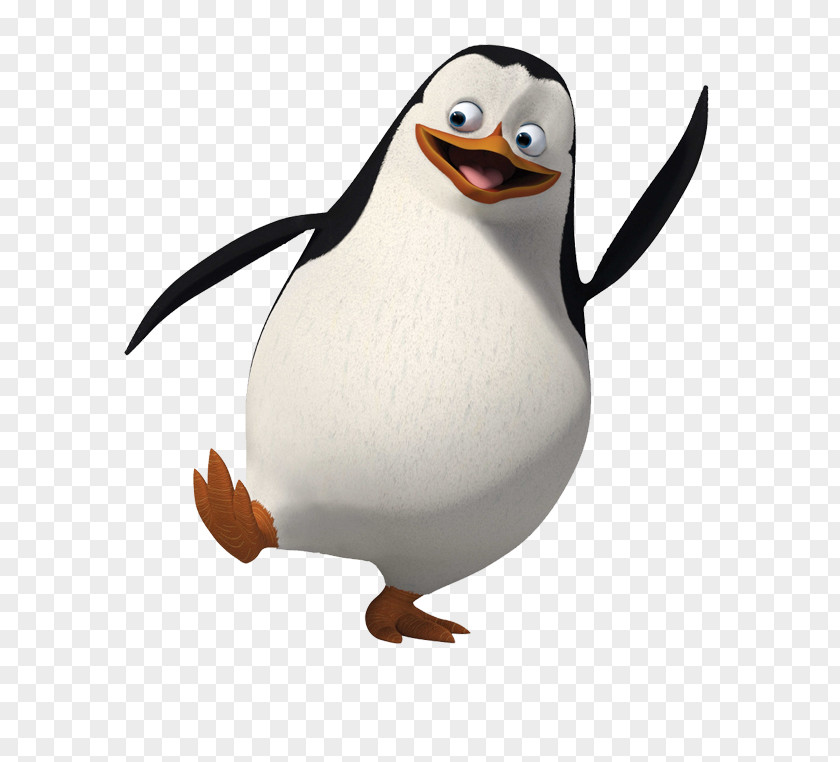 Puffin King Penguin Cartoon PNG