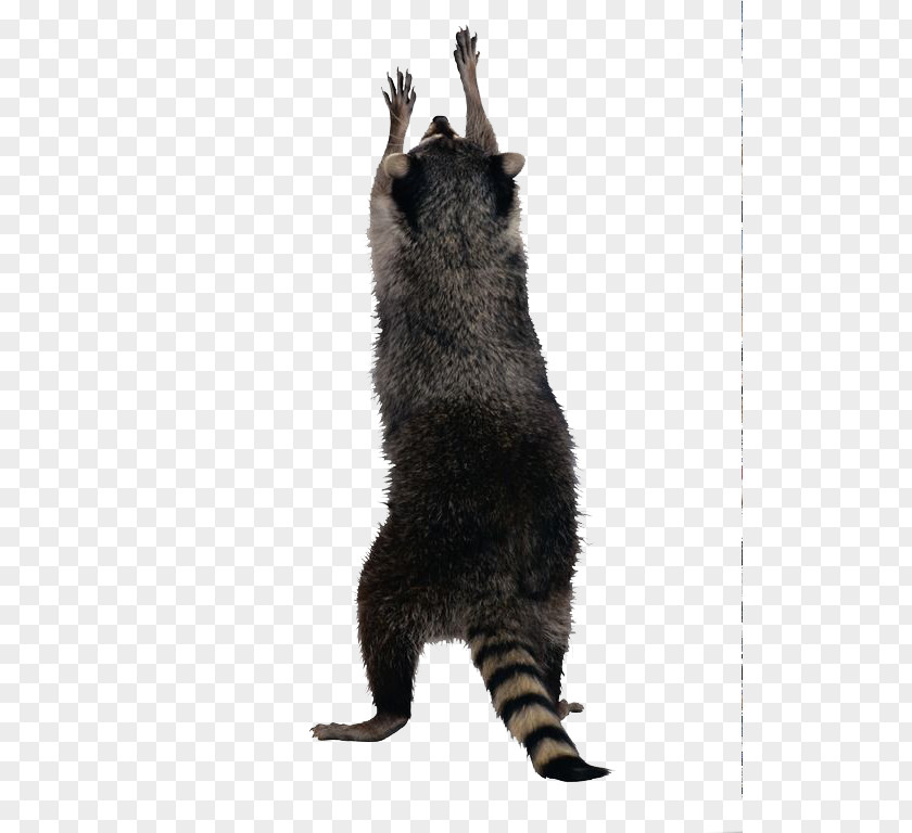 Work Hamster Raccoon Jenoti Clip Art PNG