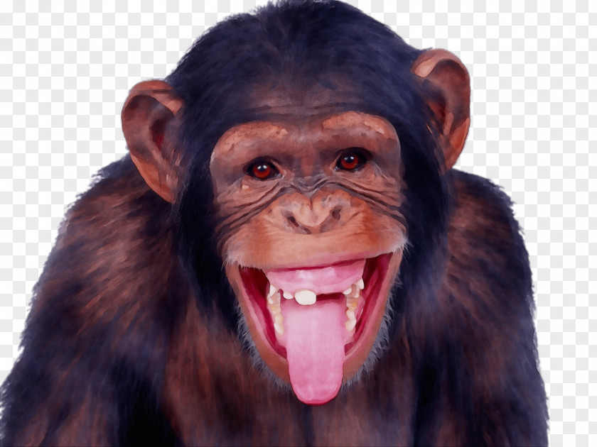 Chimpanzee Monkey Hanger Skunk Ape PNG