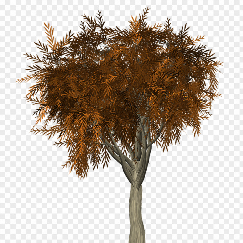 Class Chinese Fir Trees In Autumn Tree Branch Twig PNG