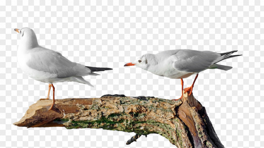 European Herring Gull Birds Wader Beak PNG