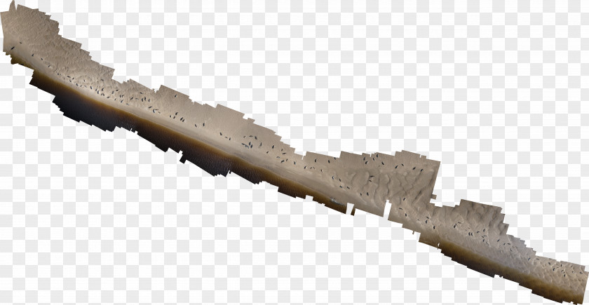 Harbor Seal Weapon PNG