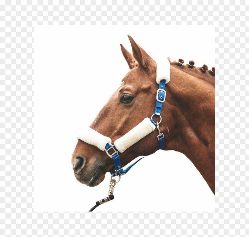 Horse Halter Making Rope Equestrian PNG