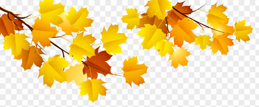 Autumn Image Yellow Leaf Wallpaper PNG