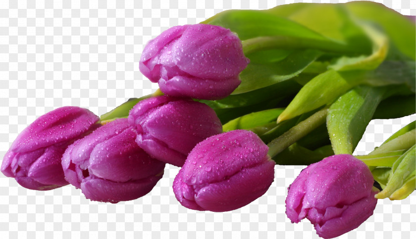Lilac Flower Bouquet Desktop Wallpaper Tulip Display Resolution PNG