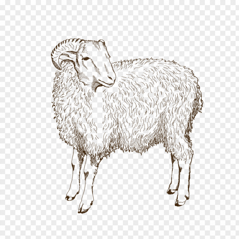 Sheep Animal Husbandry PNG