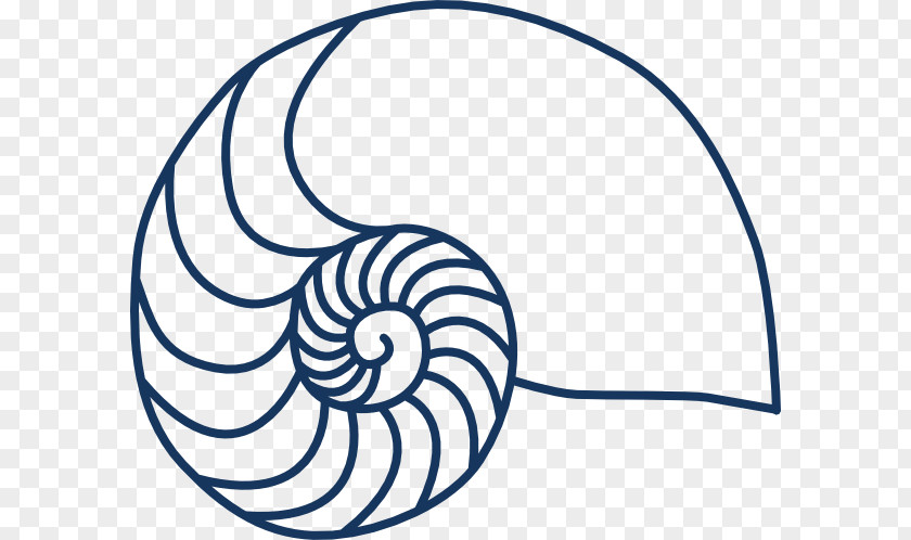 Shell Outline Nautilidae Seashell Clip Art PNG
