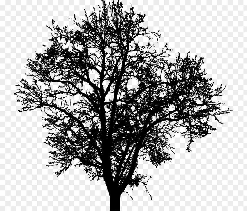 Tree Twig Clip Art PNG