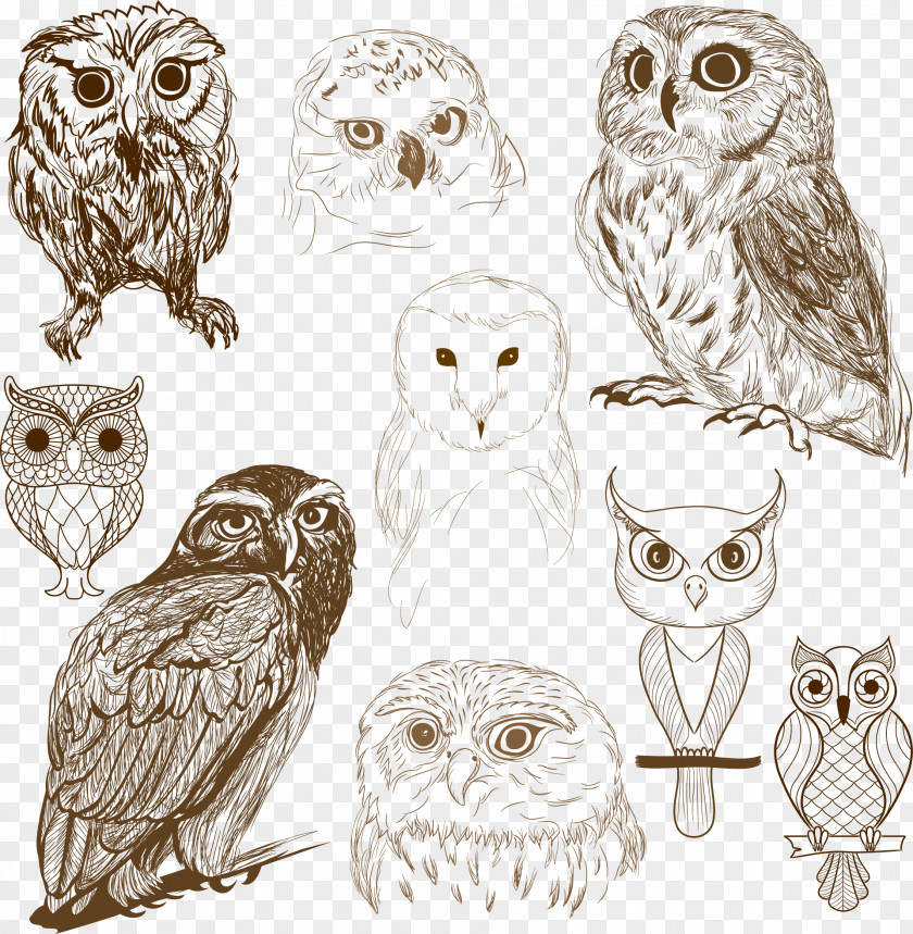 Barred Owl Vector Graphics Drawing Illustration Image PNG