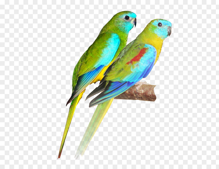 Bird Turquoise Parrot Scarlet-chested Budgerigar Parakeet PNG