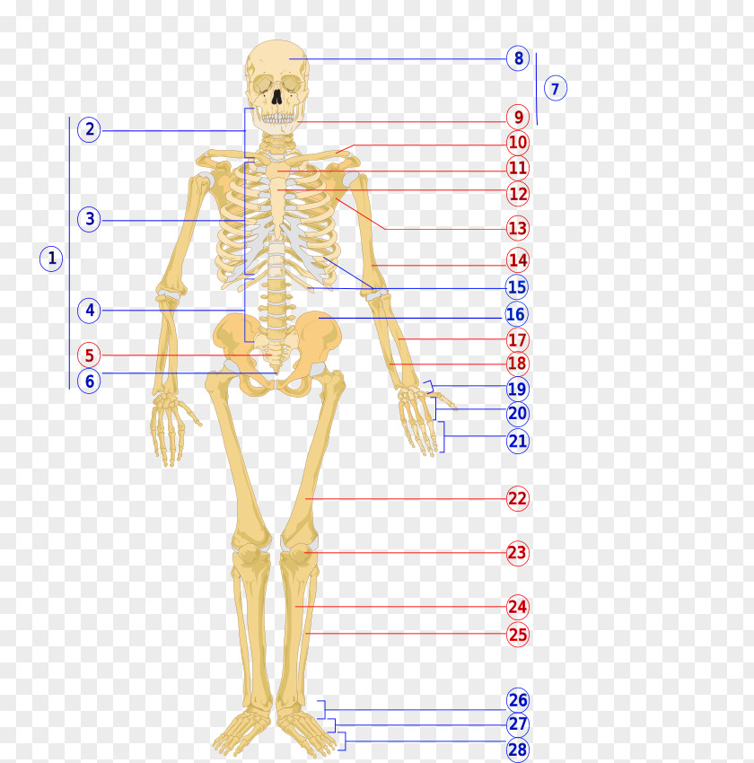 Bones The Human Skeleton Body Axial PNG