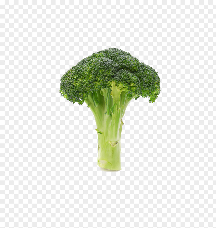 Broccoli Vegetable Icon PNG