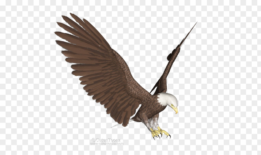 Eagle Bald Paper White-tailed Wallpaper PNG