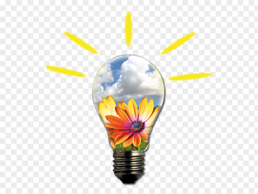 Energy Alternative Lighting Flower Gal Partenio Consorzio PNG