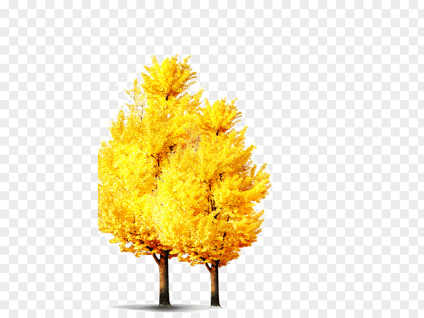 American Larch Woody Plant Autumn Tree PNG