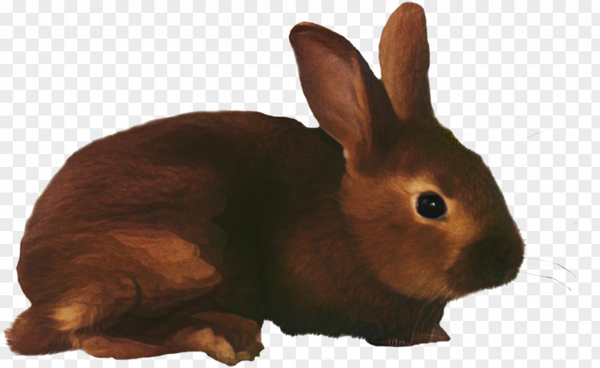 Clip Art European Rabbit Transparency PNG