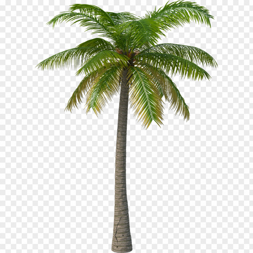 Date Palm Elaeis Tree PNG
