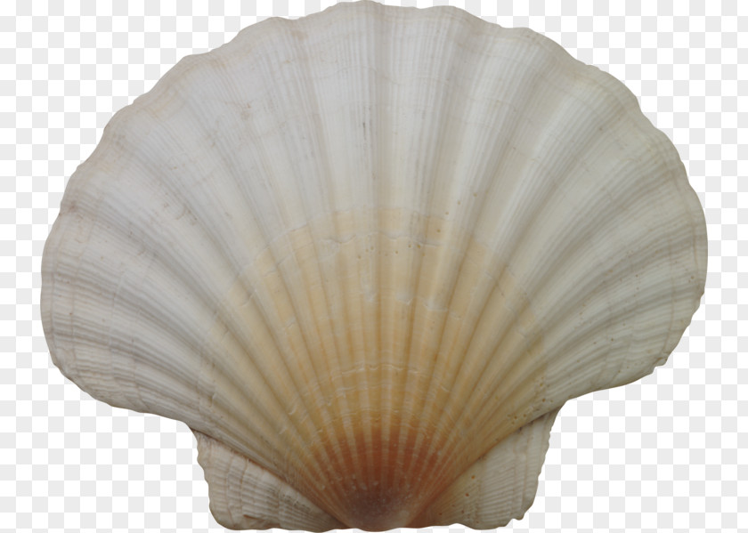 Seashell Conchology Marine Clip Art PNG
