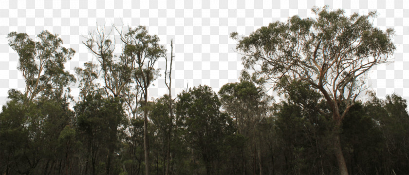 Tree Line Forest Shrub Image PNG