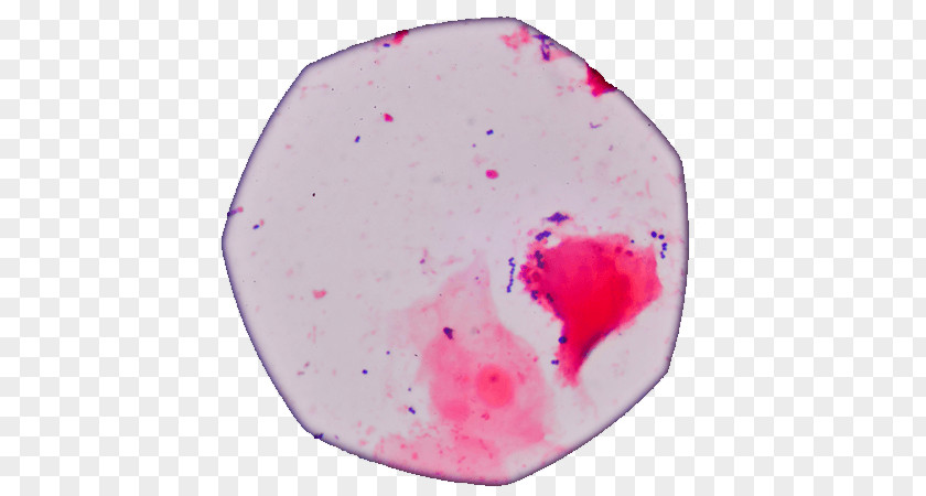 Flow Cytometry Bioinformatics Staining Beckman Coulter DAPI Dye PNG