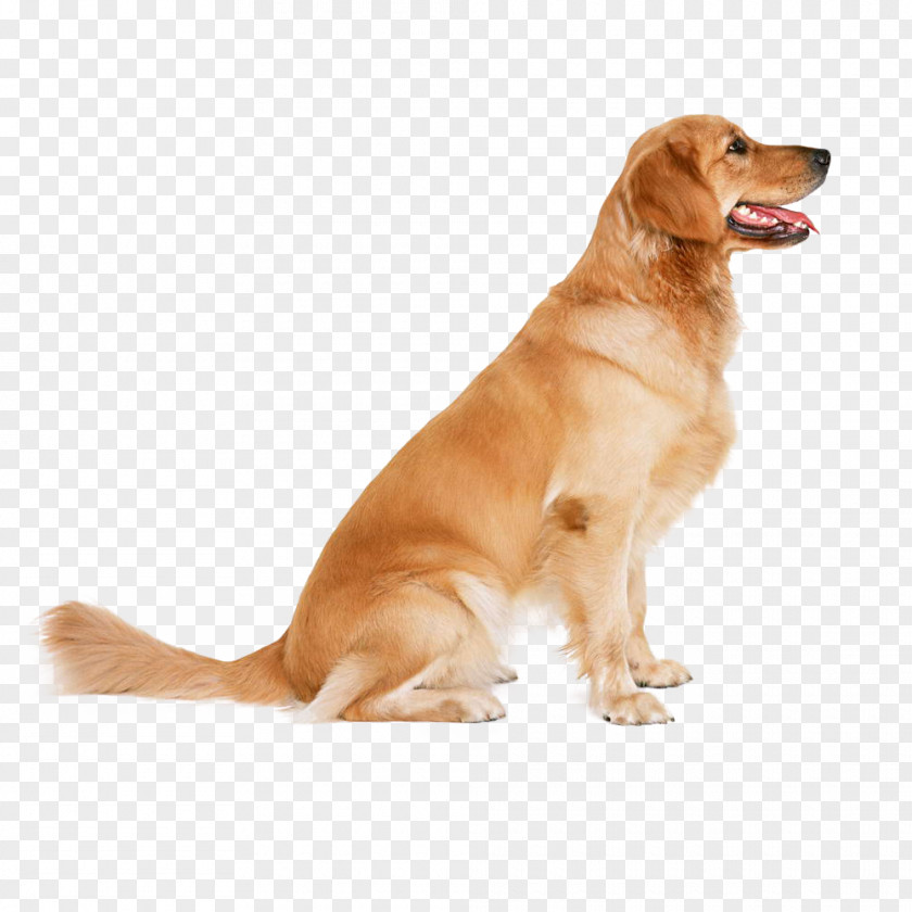 Golden Retriever Puppy Dog Training Bone Jour Pet Boutique Inc Obedience PNG