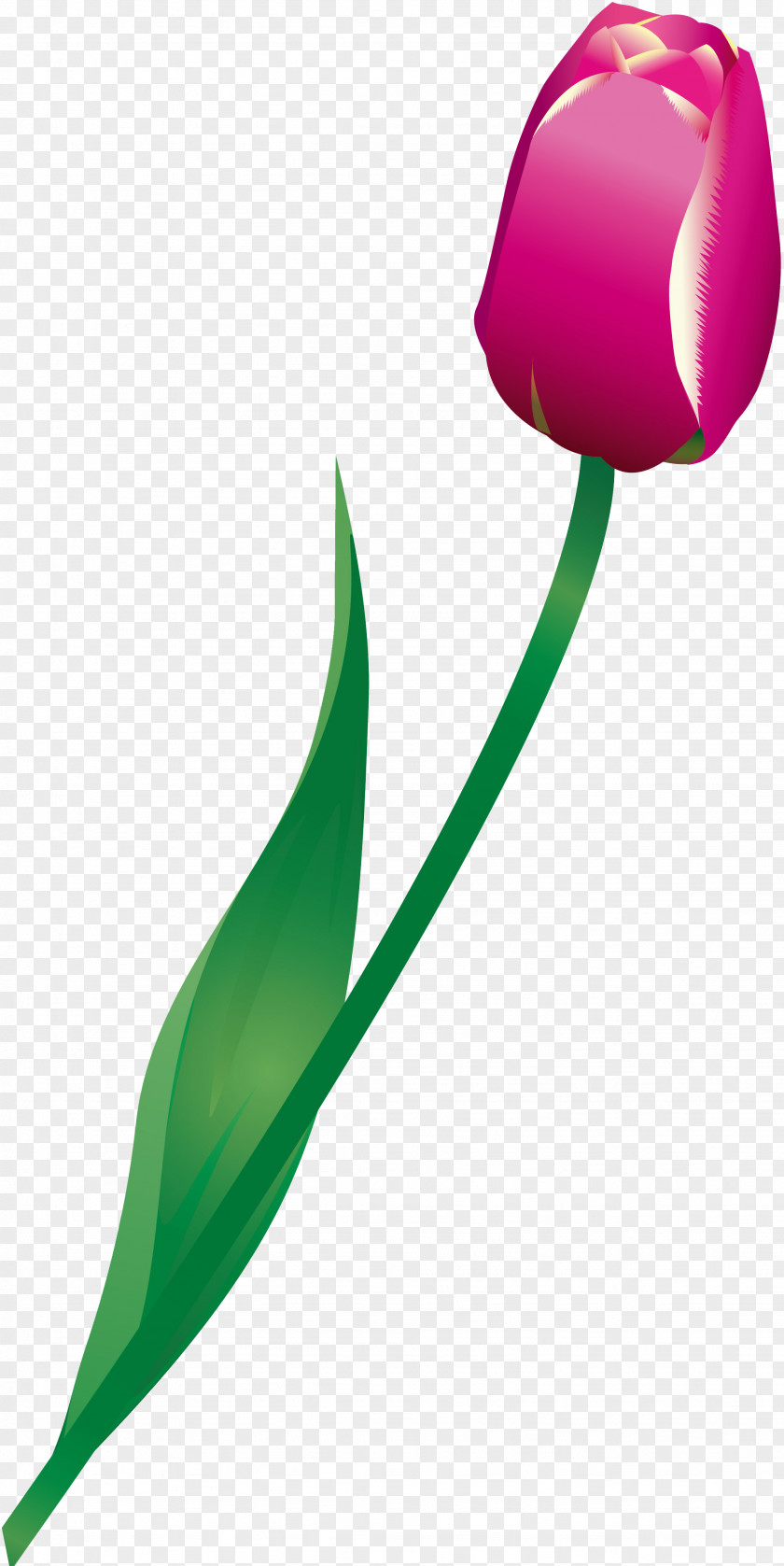 Tulips Tulip Flowering Plant Liliaceae PNG