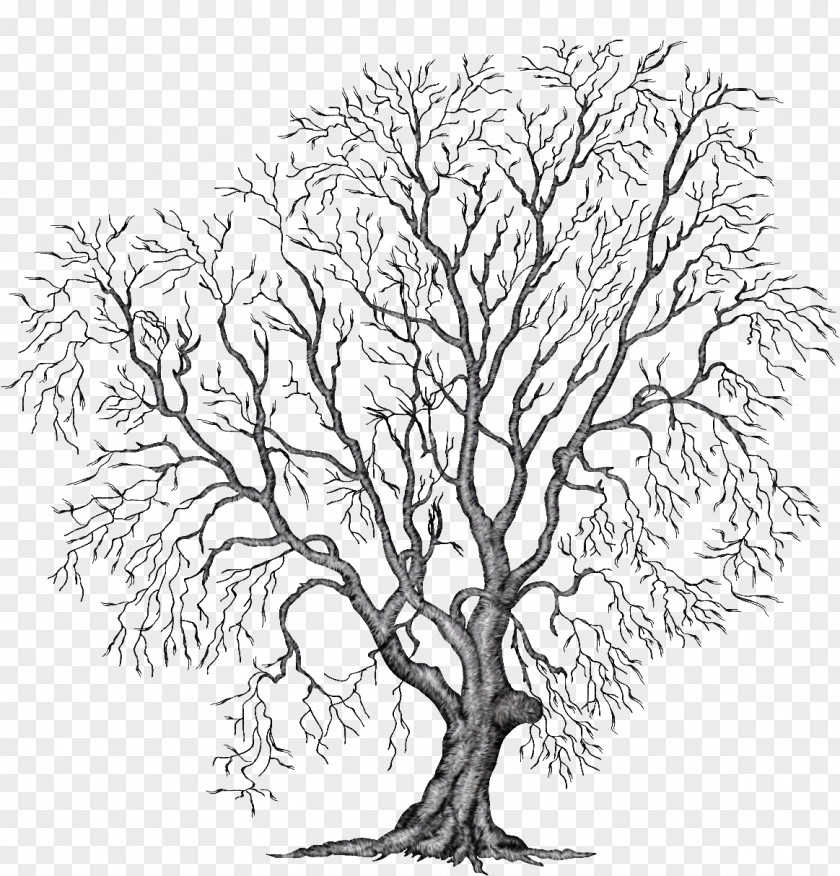 Watercolor Branch Tree Drawing Clip Art PNG