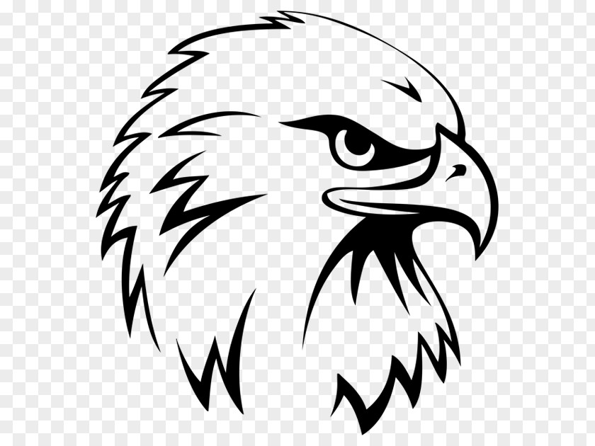 Eagle Bald Drawing Sports PNG