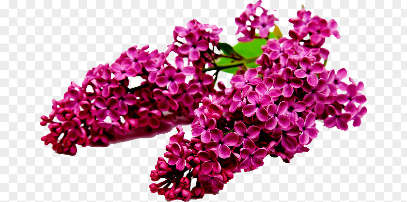 Lilac Shrub Flower Seed Tree PNG