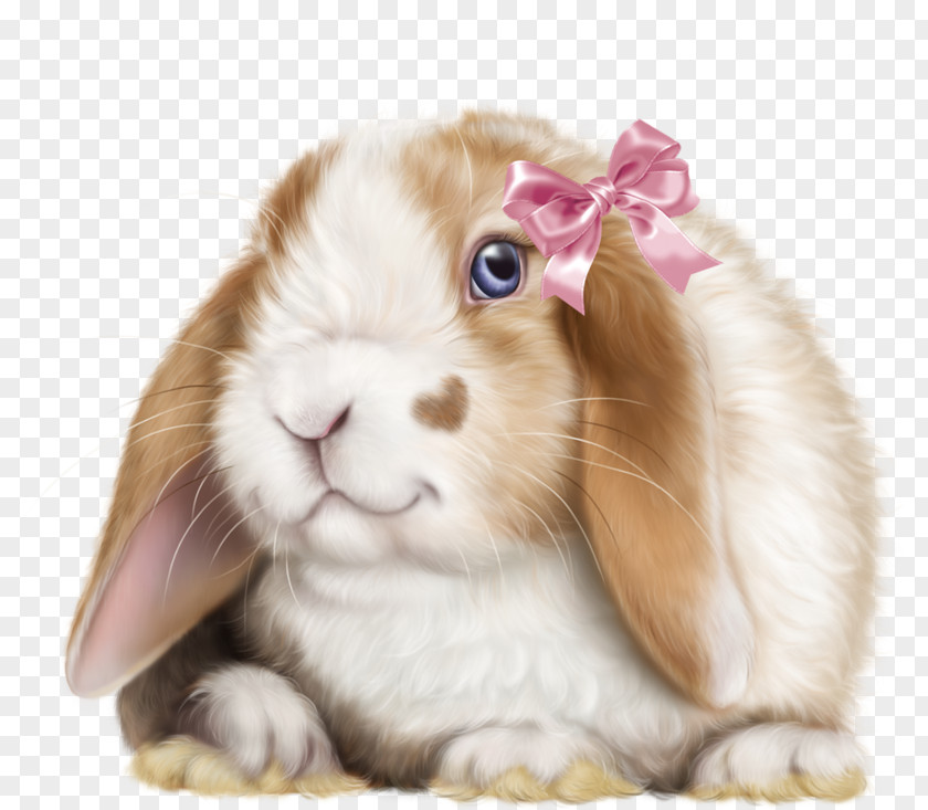 Rabbit Domestic Leporids PNG