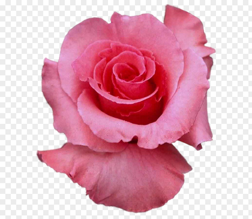 Rose Desktop Wallpaper Flower 1080p PNG