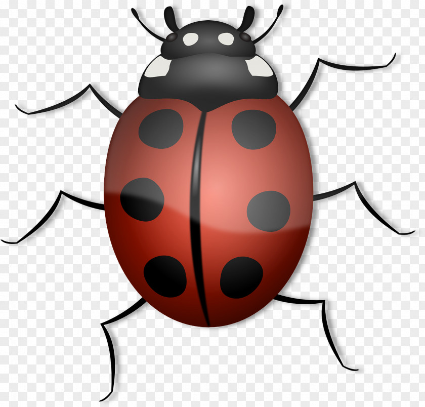 Bugs Beetle Ladybird Clip Art PNG