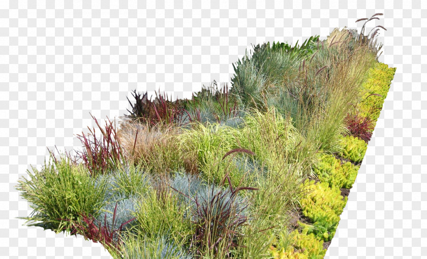 Bushes Garden Ideas Design Landscaping Landscape PNG