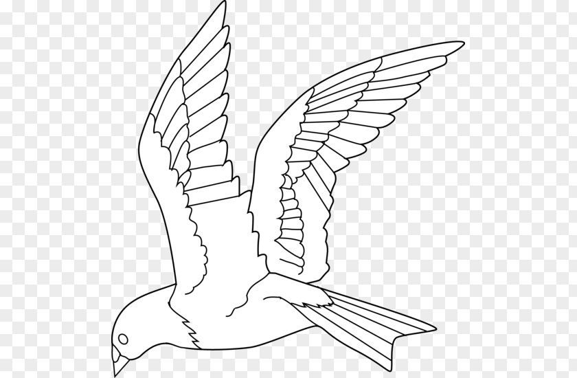 Color Pigeon Bird Line Art Drawing Clip PNG