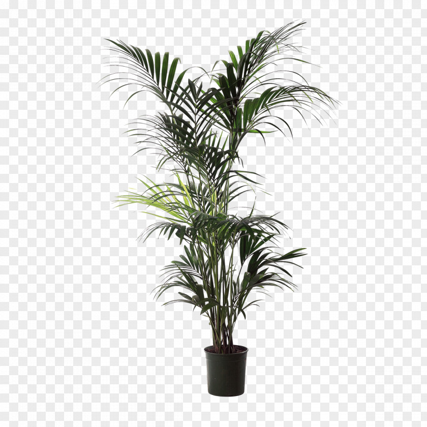 Compact Van Babassu Areca Palm Houseplant Arecaceae Flowerpot PNG
