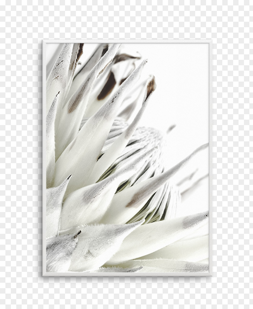 Design Protea Cynaroides Printing Interior Services Poster PNG