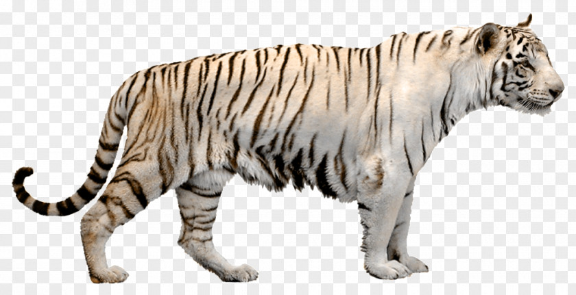 Tiger Cat Stock Photography PNG