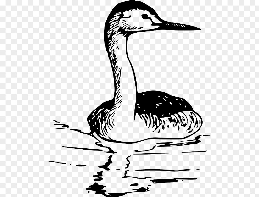 Bird Western Grebe Drawing Clip Art PNG