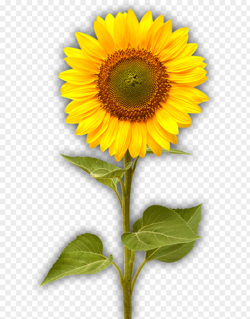 Flower Common Sunflower Seed Helianthus Giganteus Stock Photography PNG