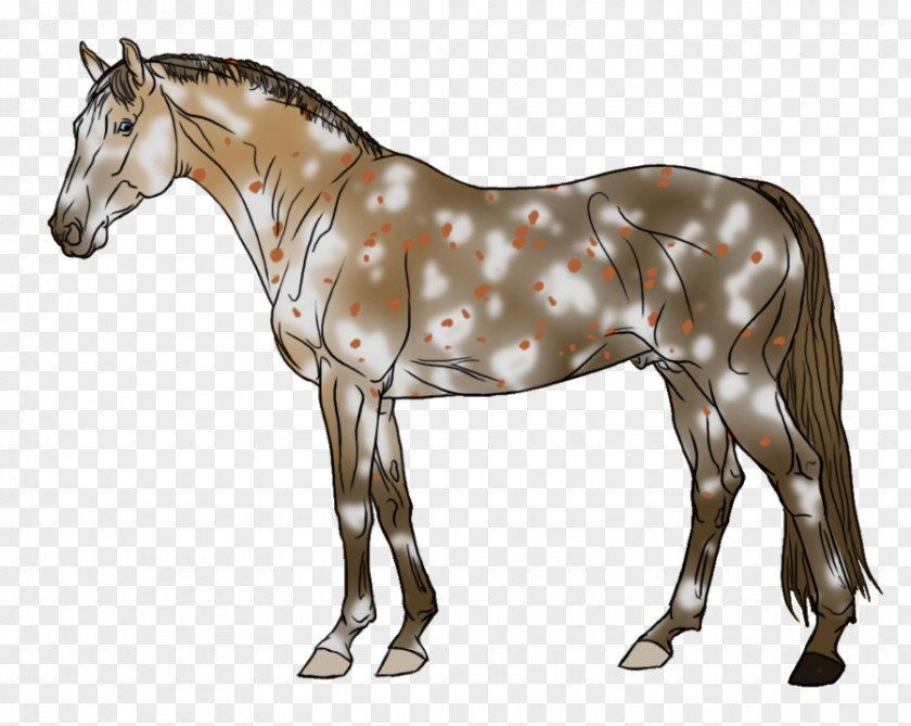 Mustang Mule Foal Stallion Halter Mare PNG