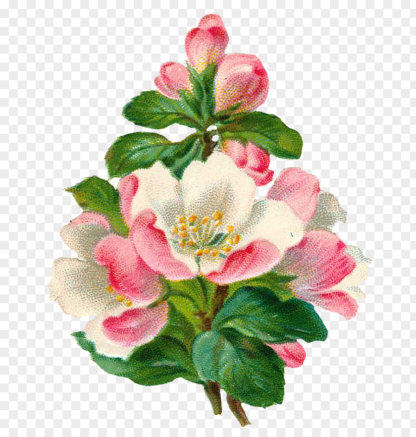 Vintage Floral Botanical Flower Clip Art PNG