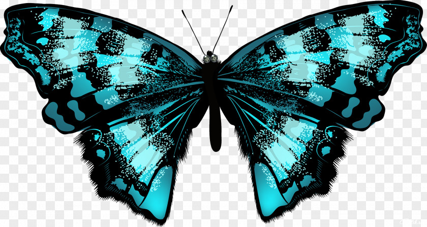 Butterfly Eastern Tiger Swallowtail Drawing Illustration Vector Graphics PNG