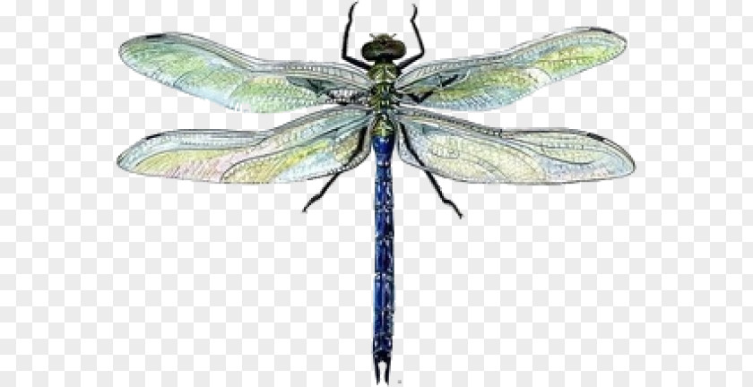 Dragonfly Drawing Watercolor Painting PNG