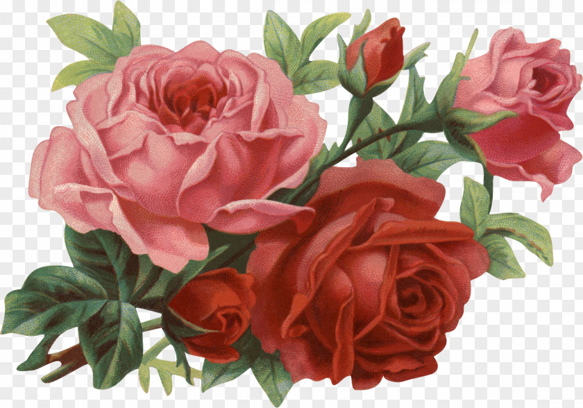 Flowers Rose Flower Clip Art PNG