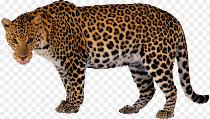 Leopard Jaguar Lion Tiger Black Panther PNG