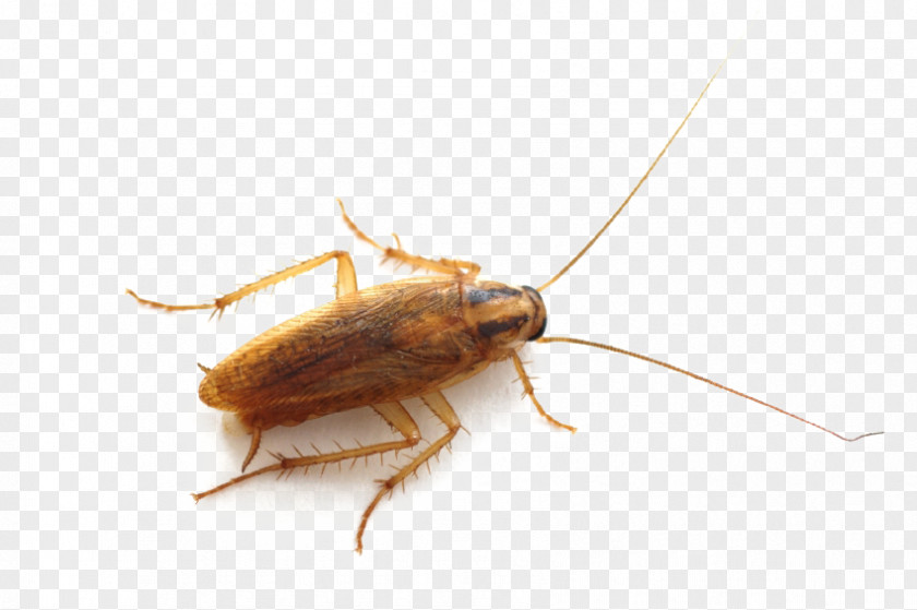 Roach German Cockroach Insect Pest Control Bed Bug PNG