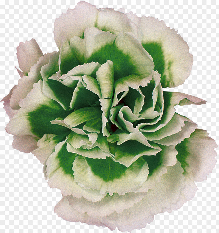 CARNATION Cut Flowers Pink Plant PNG