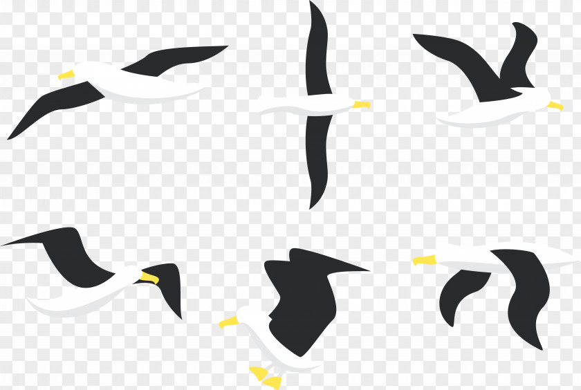 Flight Of The Albatross Penguin Bird Gulls PNG