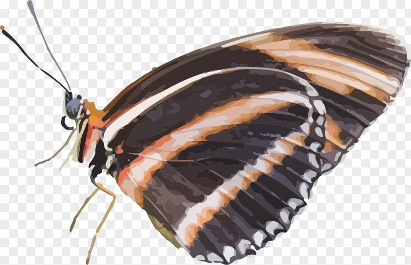 Insect Butterfly Dryadula Phaetusa Clip Art PNG